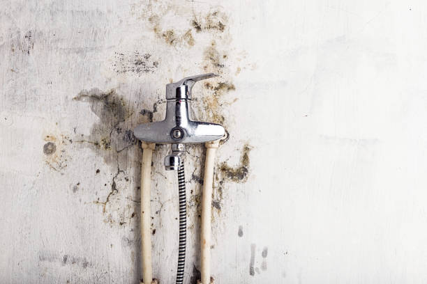 Best Residential Mold Removal  in Cottonwood, AL