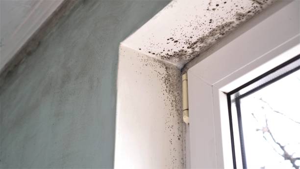 Certified Mold Removal in Cottonwood, AL