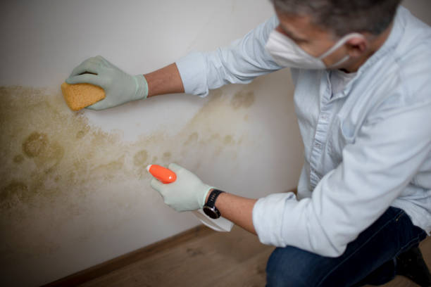 Best Mold Damage Repair  in Cottonwood, AL